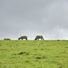 Sheeps and sky