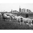 Sheeps and the City