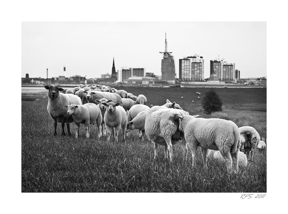 Sheeps and the City