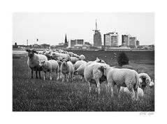 Sheeps and the City