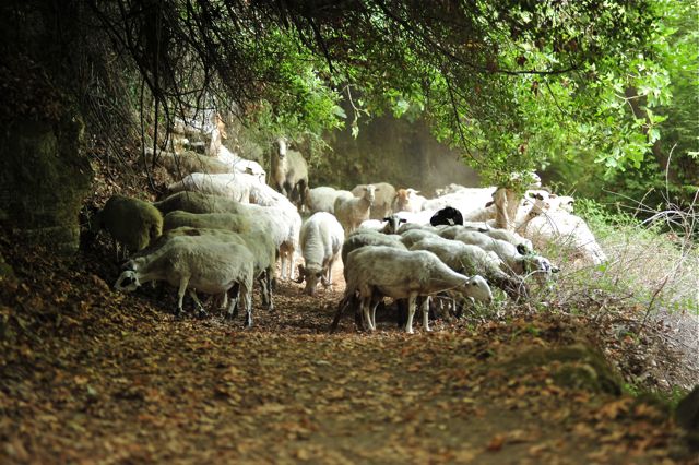 Sheeps at Kato Poros, Crete