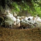 Sheeps at Kato Poros, Crete