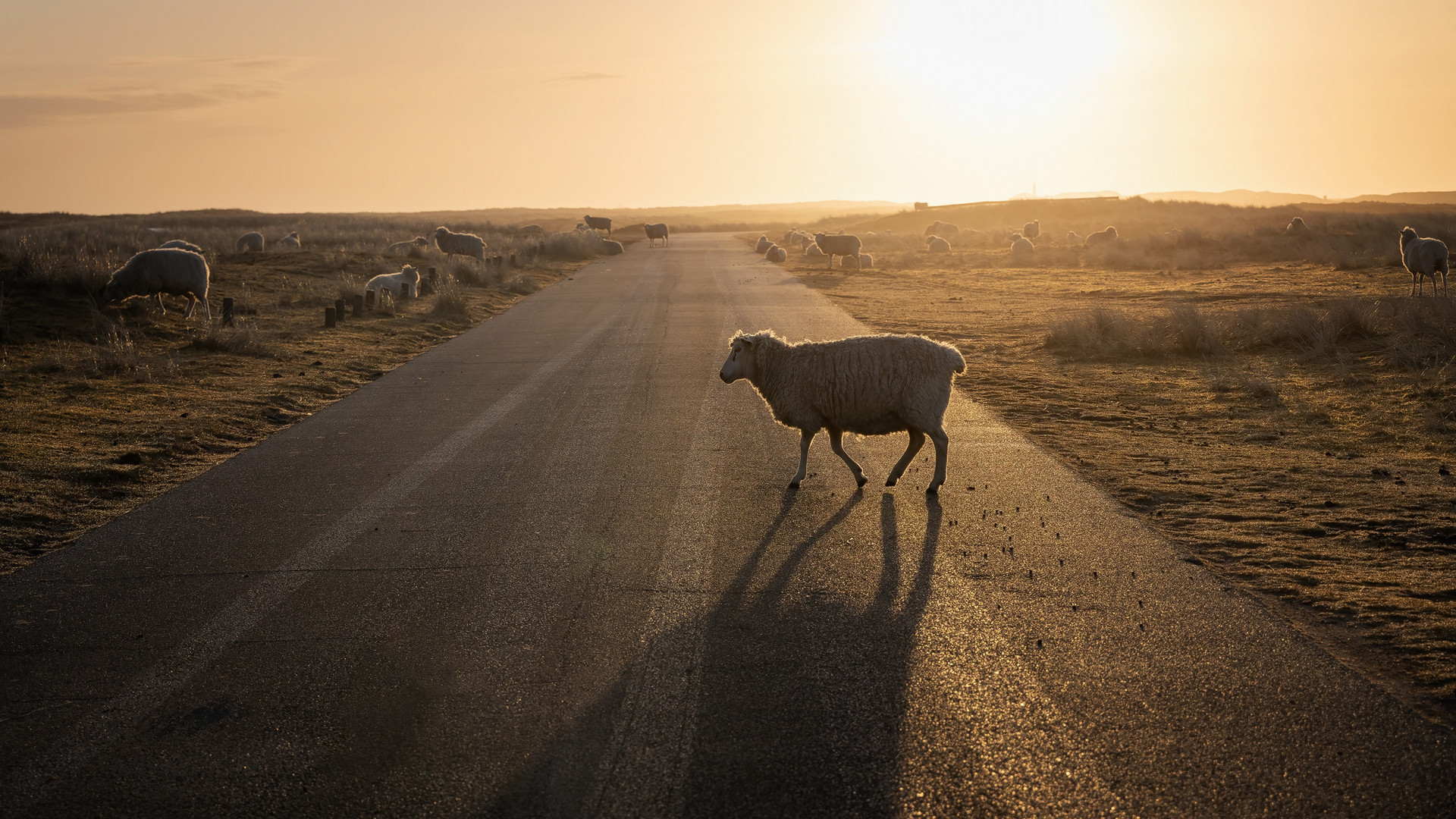...sheeps crossing...