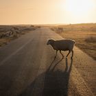 ...sheeps crossing...