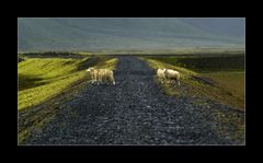 sheeps crossing in iceland