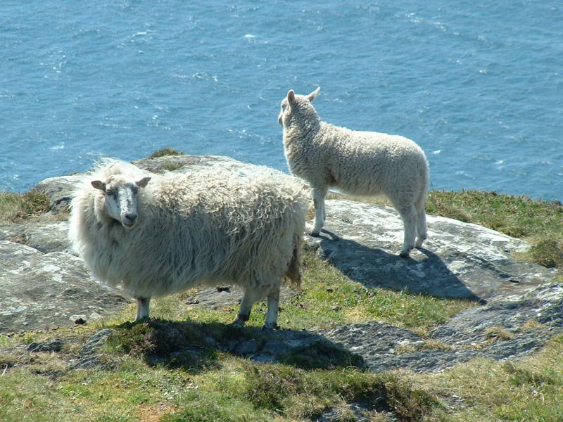 Sheep's Head, Co. Cork