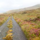 Sheeps Head Drive