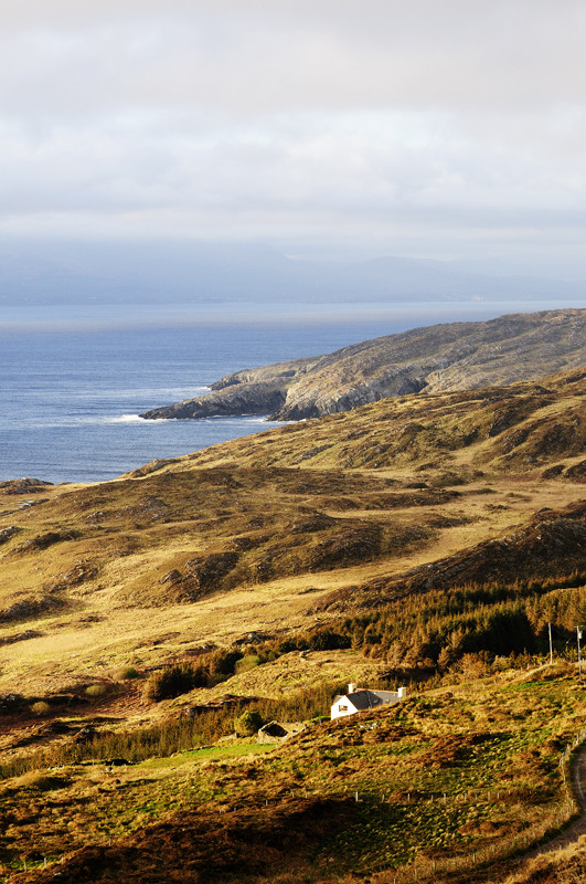 sheeps head