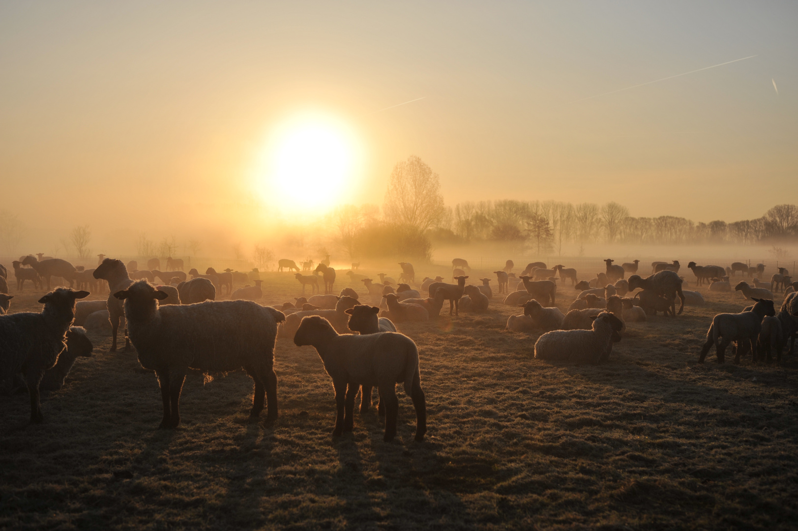 sheeps in the fog