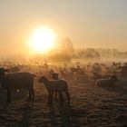 sheeps in the fog