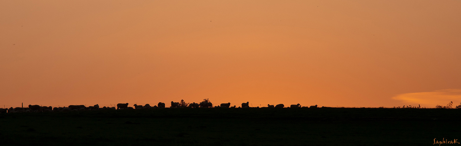 *sheeps in the morning sun*