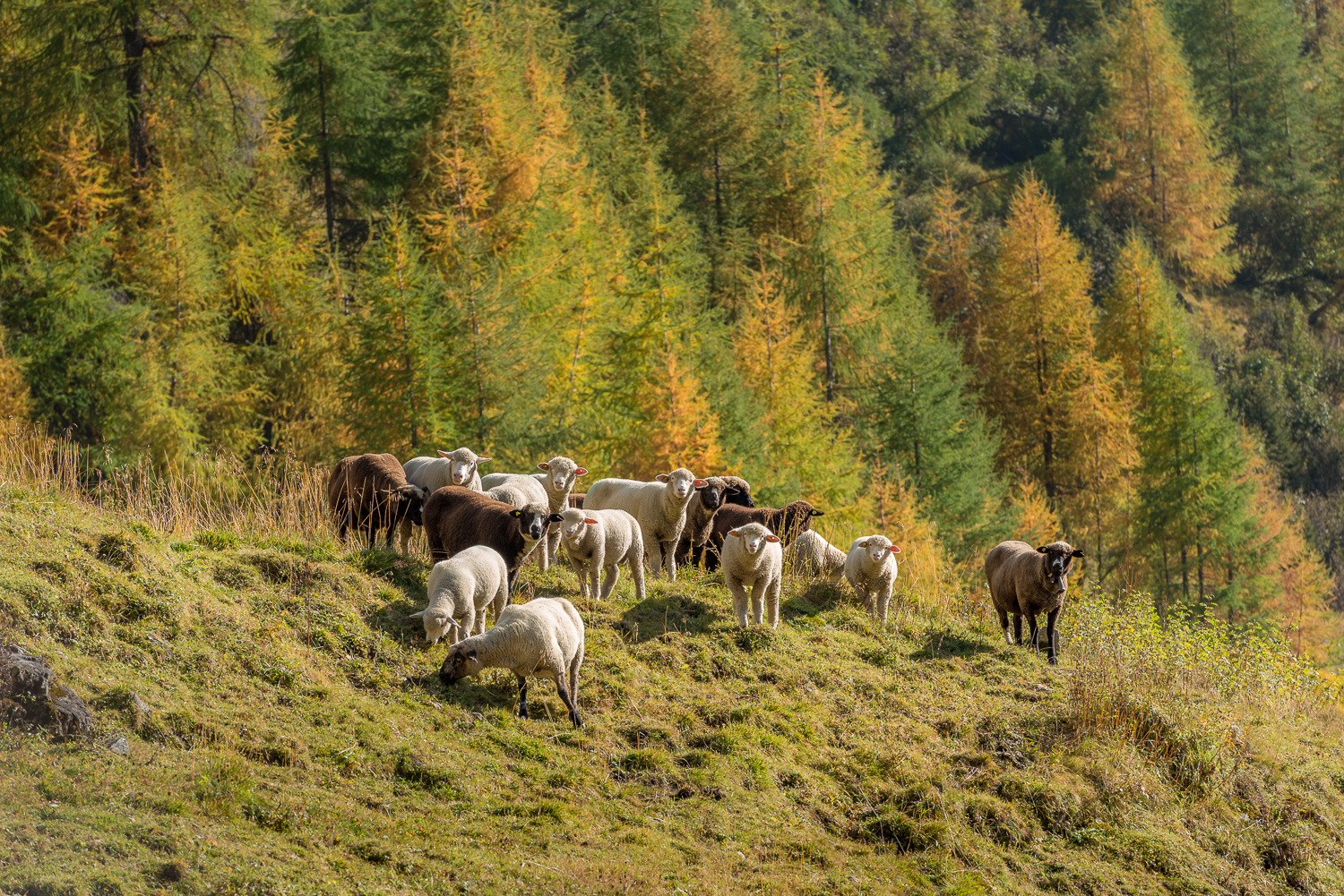 Sheeps in the Sun