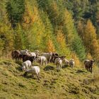 Sheeps in the Sun