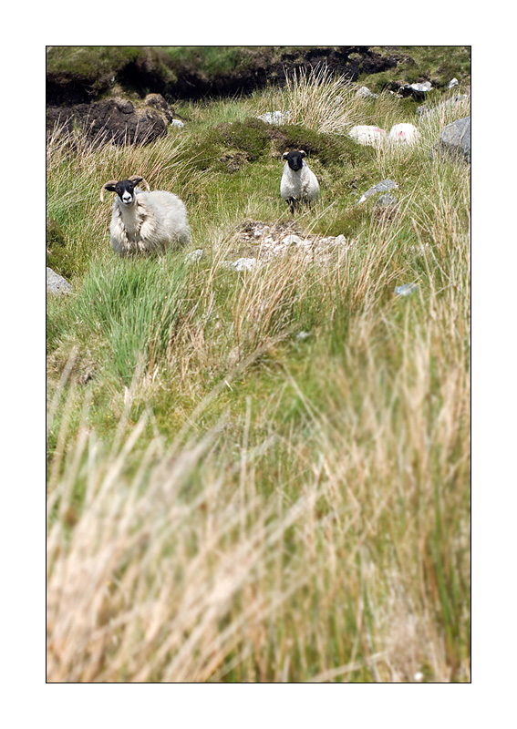 "Sheeps of Connemara"