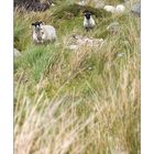 "Sheeps of Connemara"