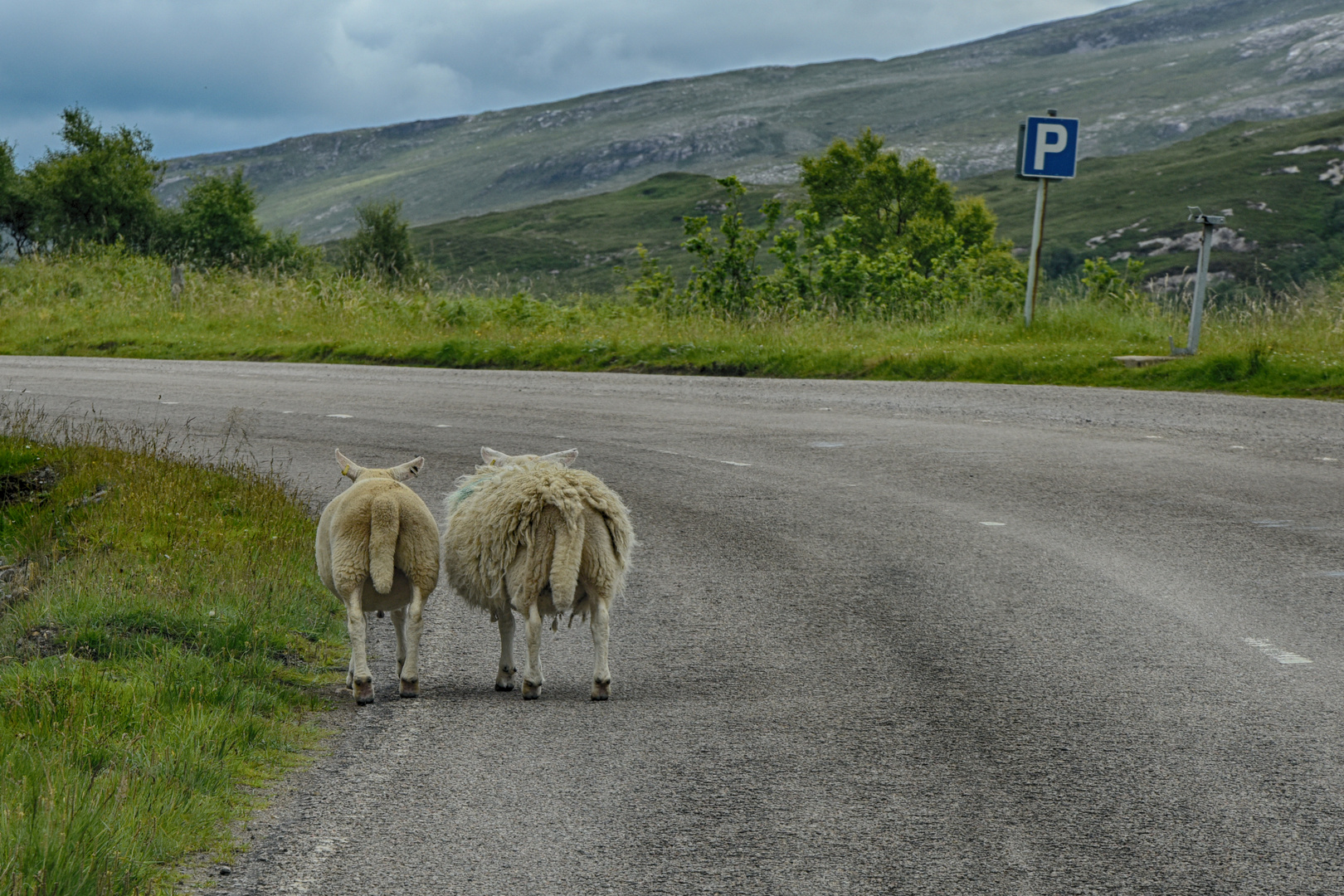 Sheeps on the Road