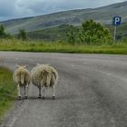 Sheeps on the Road