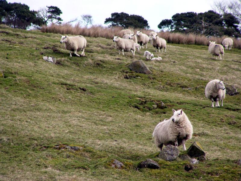 Sheep´s paradise ... (2)