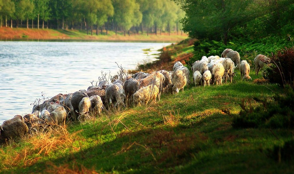 Sheeps under the setting sun