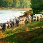 Sheeps under the setting sun