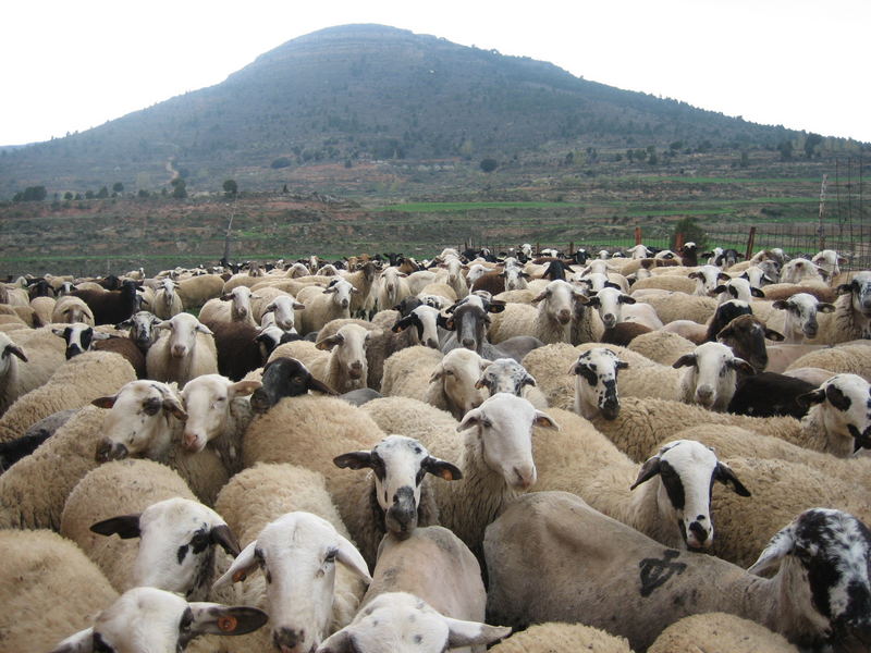 Sheeps waiting for the photo