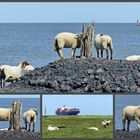 SheepShipSpotter