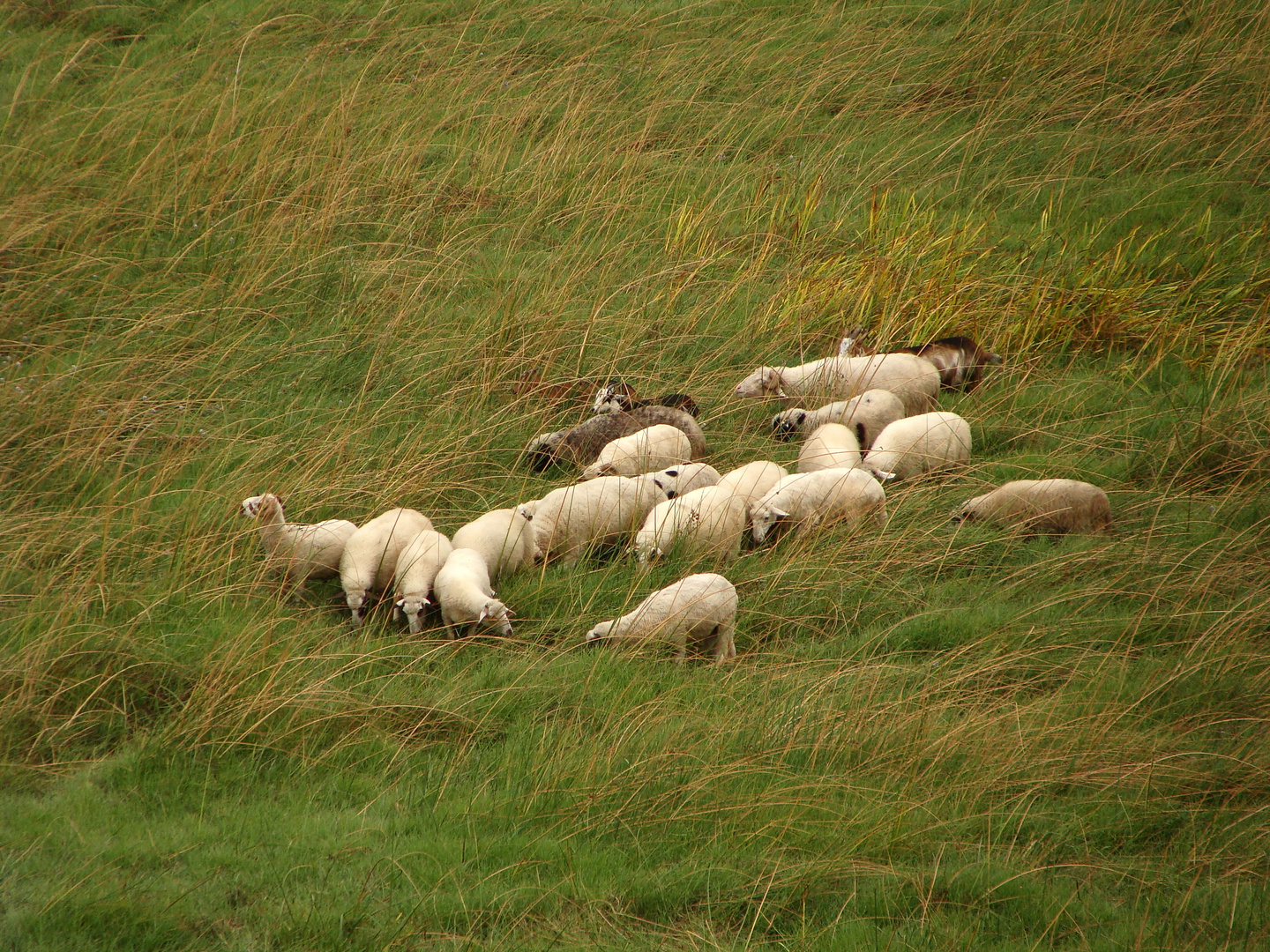 SheepsRules
