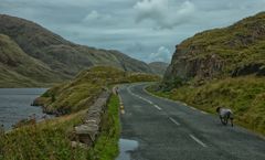 Sheeptrafic in Ireland