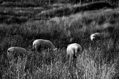 Sheepworld Norway