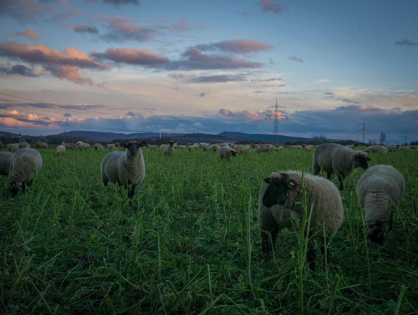 ...sheepworld sunset...2nd