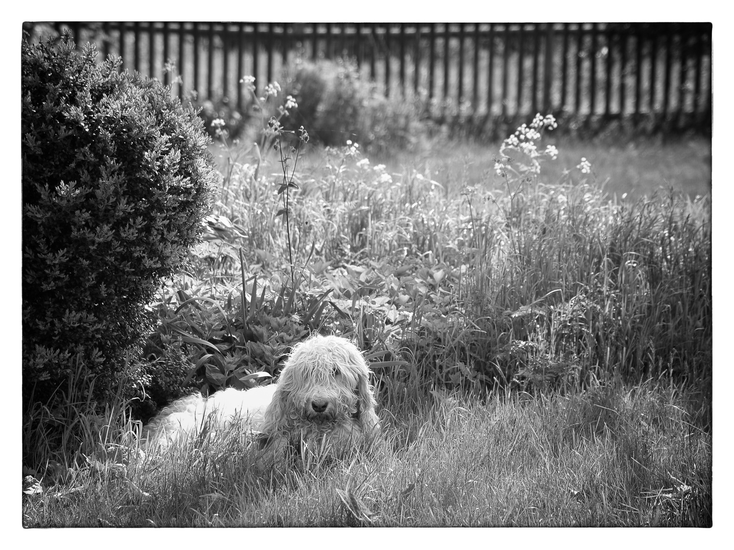 Sheepy Dog