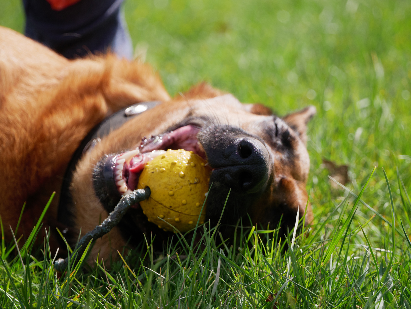 Sheera und ihr Ball