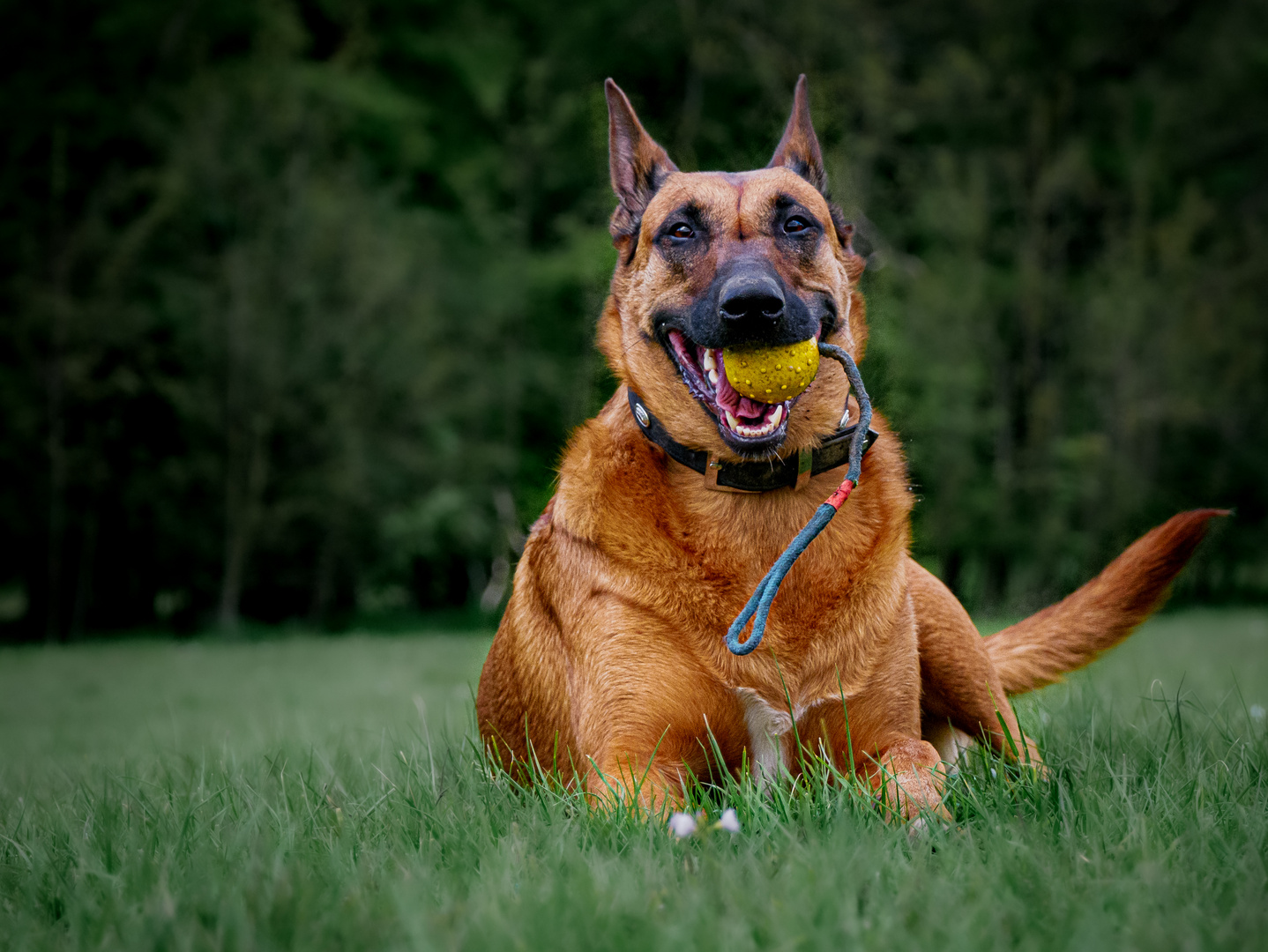 Sheera unsere Malinois Hündin...