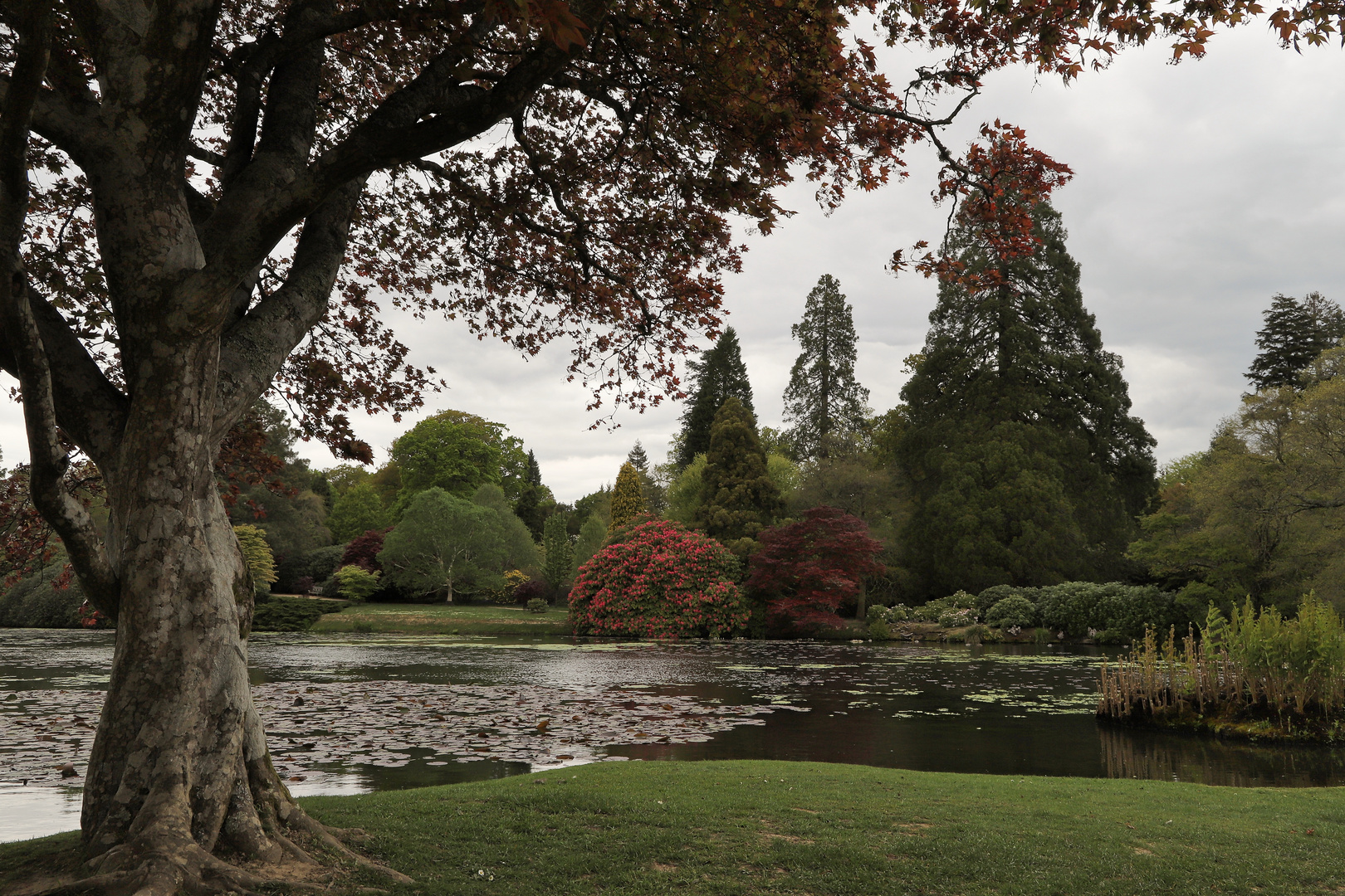 Sheffield Park and Garden (2019_05_02_EOS 6D Mark II_1985_ji)