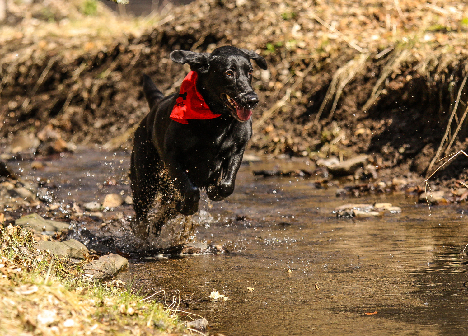 Sheila ( Labrador )