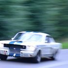 Shelby in Motion