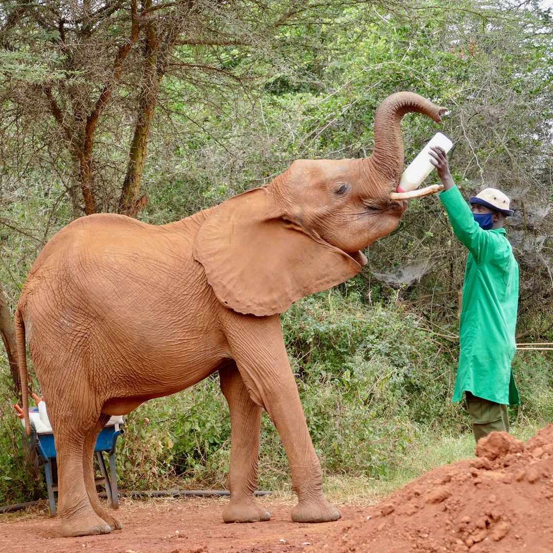 Sheldrick