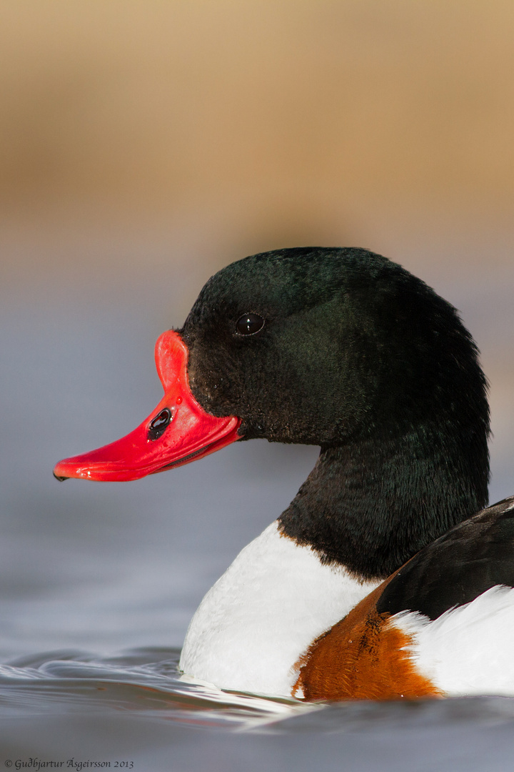 Shelduck - Tadorna tadorna