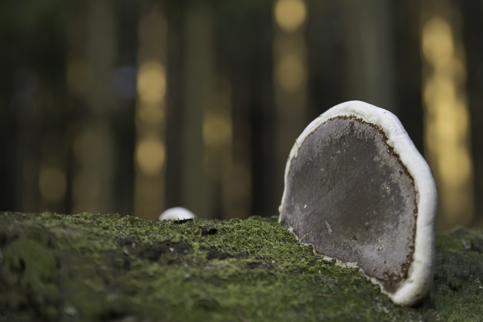 shelf fungus