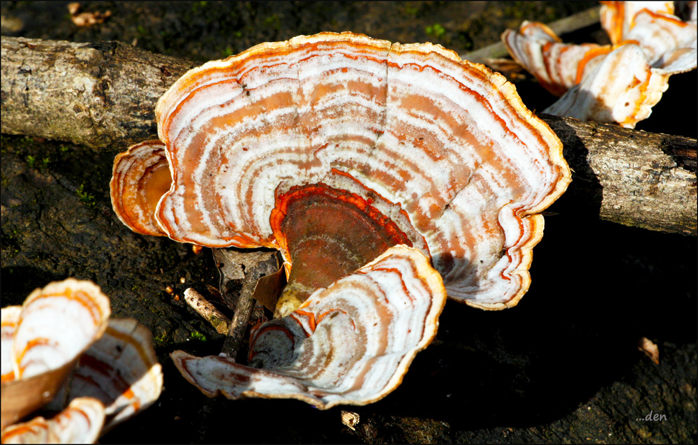 Shelf Type Fungi....