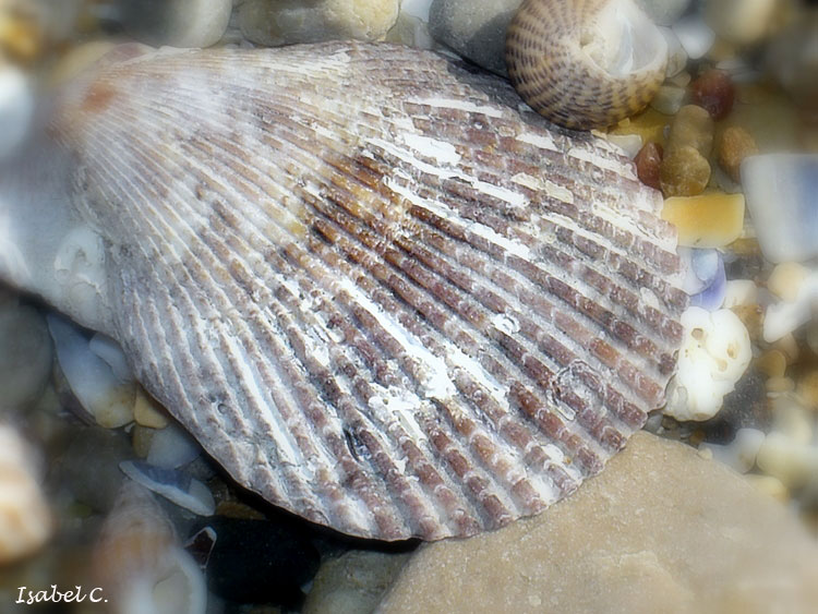 Shell