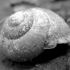 shell