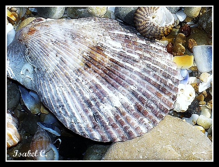 Shell