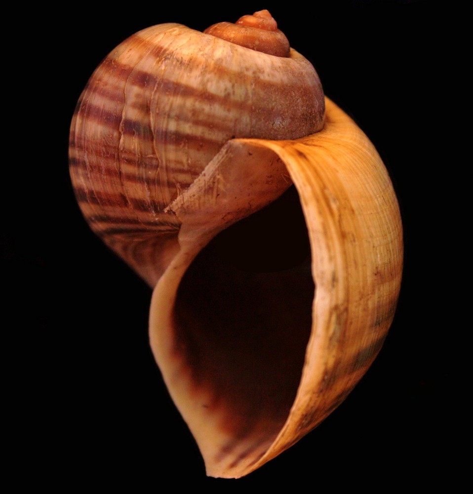 Shell 3