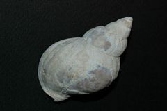 " Shell "