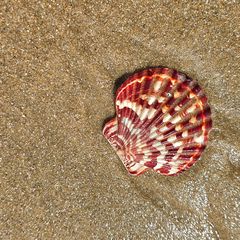 shell