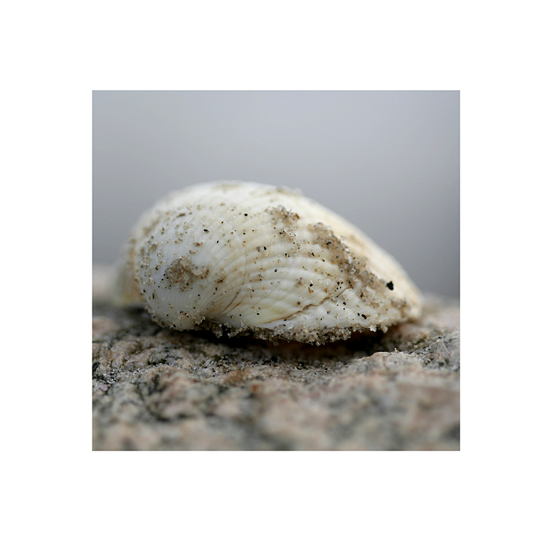 Shell