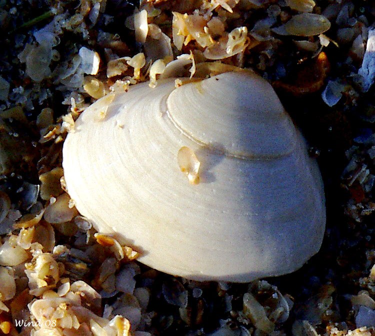 Shell