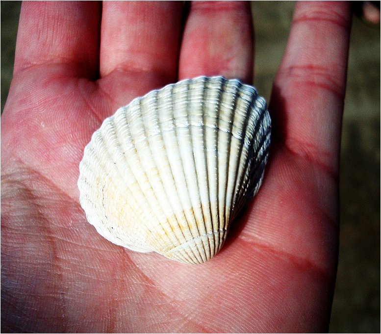 Shell