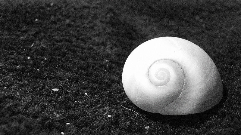 Shell